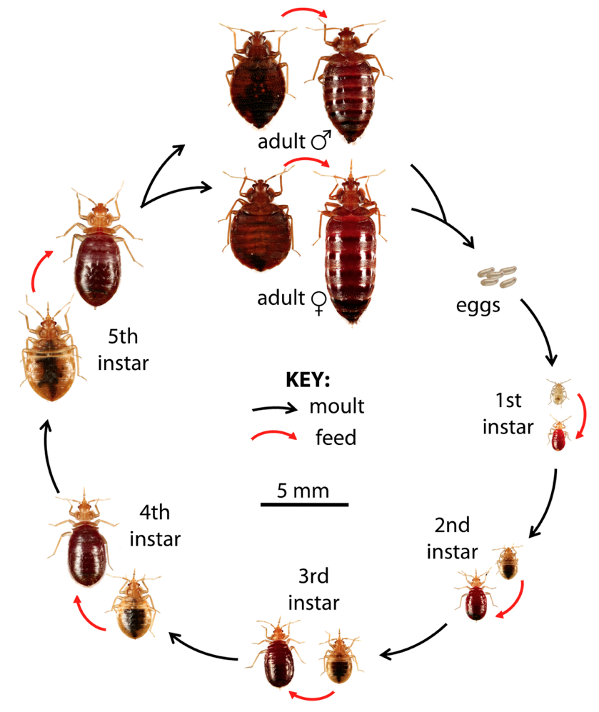 Life Cycle The Bed Bug Foundation